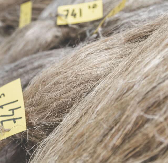 fibre de lin teillé