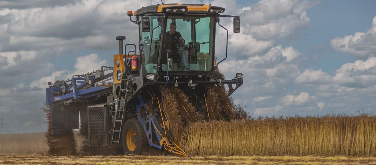 champs arrachage des tiges de lin