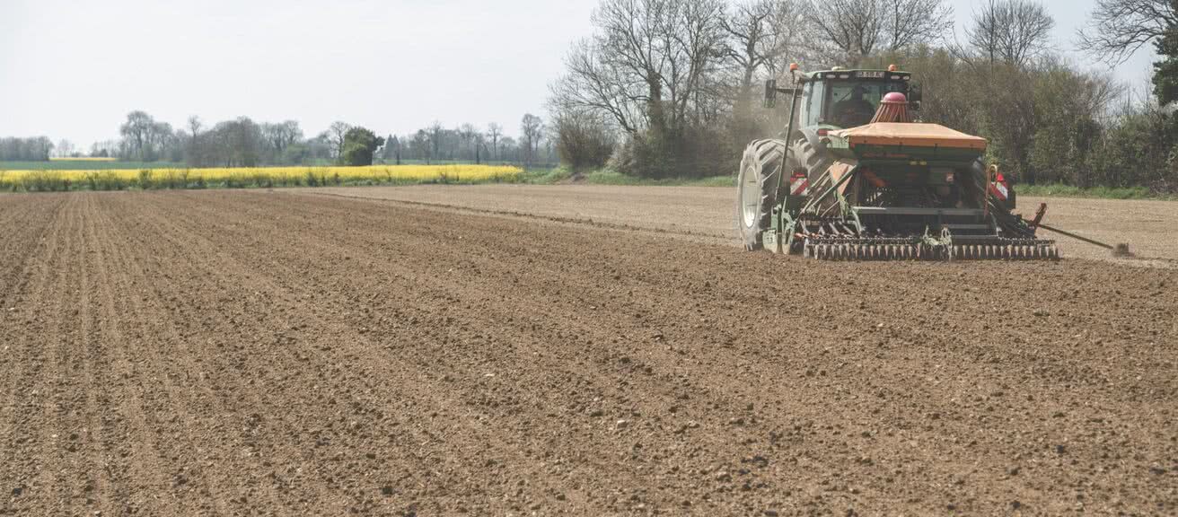 champs semis graines de lin